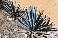 Mexico 254
